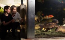 Galway Atlantaquaria - https://nationalaquarium.ie/