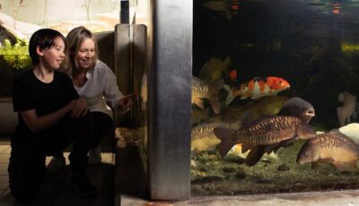 Galway Atlantaquaria - https://nationalaquarium.ie/