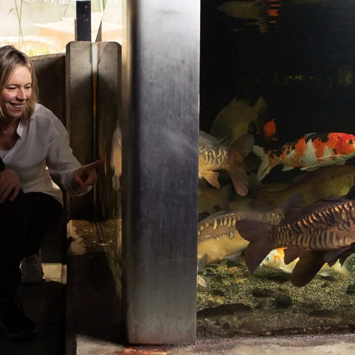 Galway Atlantaquaria - https://nationalaquarium.ie/