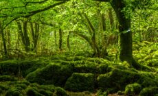 La Mossy Woods - © 4kclips