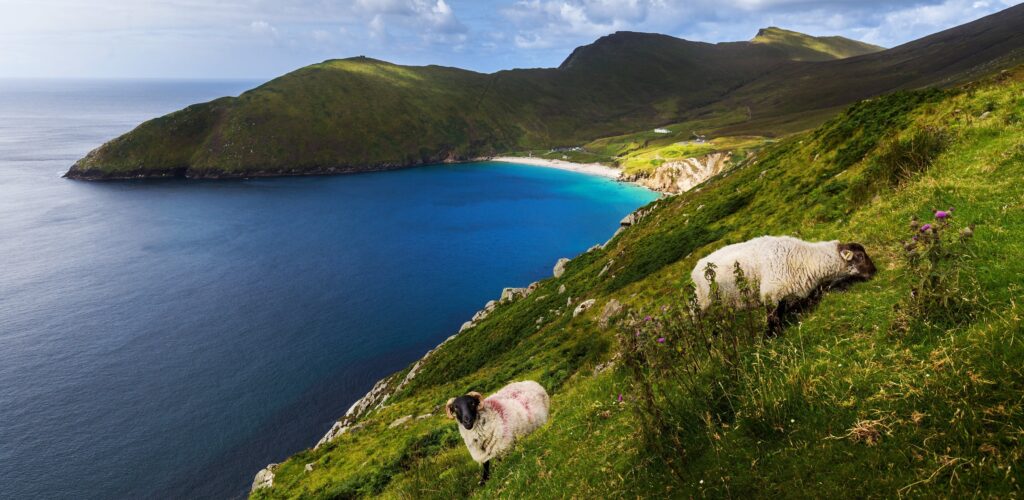 Achill Island et ses moutons - © Thomas Pitterle