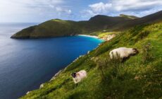 Achill Island et ses moutons - © Thomas Pitterle