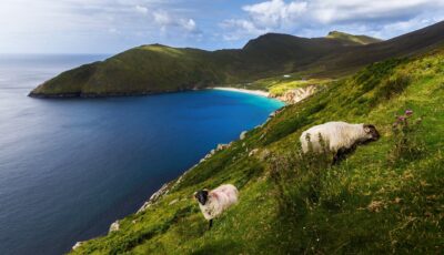 Achill Island et ses moutons - © Thomas Pitterle