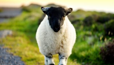 Un mouton en Irlande - © MNStudio