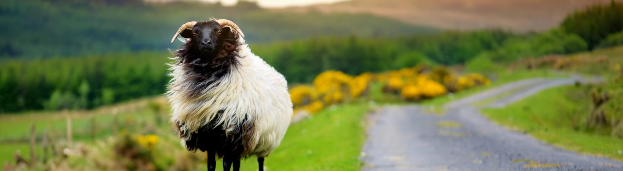 Un mouton en Irlande - © MNStudio