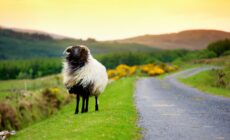 Un mouton en Irlande - © MNStudio