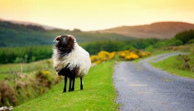 Un mouton en Irlande - © MNStudio