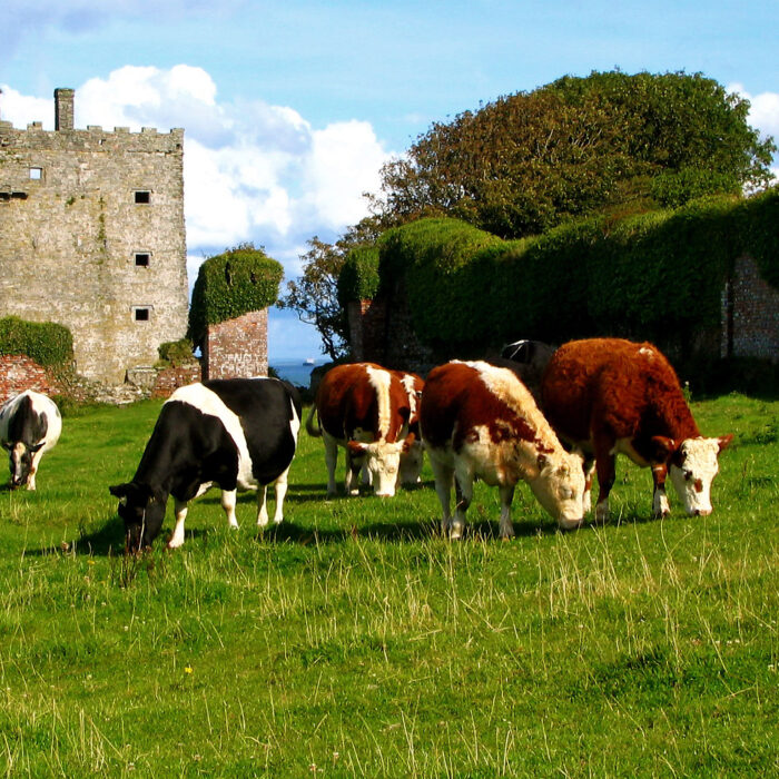 Le Carrigaholt Castle - mooncross - cc