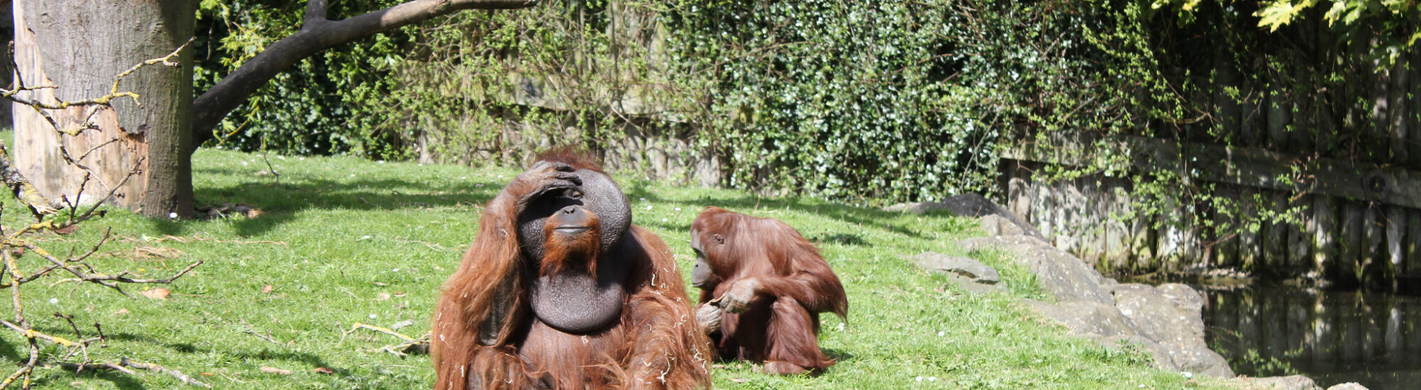 Le Dublin Zoo - Rennings - cc