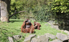 Le Dublin Zoo - Rennings - cc