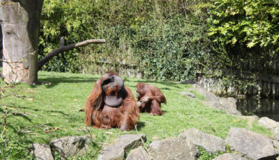 Le Dublin Zoo - Rennings - cc