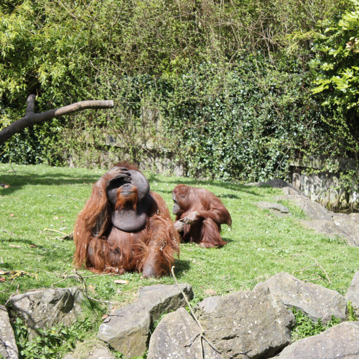 Le Dublin Zoo - Rennings - cc