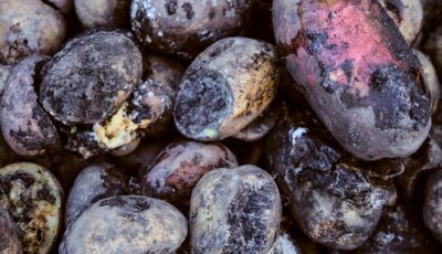 Potatoes affected by late blight - © nskyr2