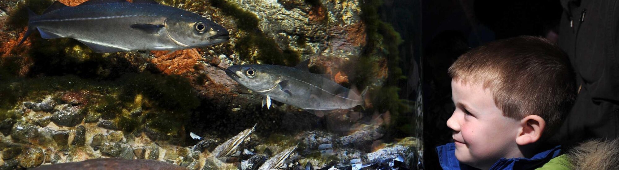 Le Riverwatch Aquarium - https://discovernorthernireland.com