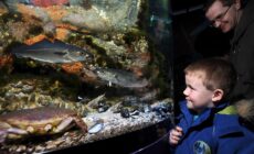 Le Riverwatch Aquarium - https://discovernorthernireland.com