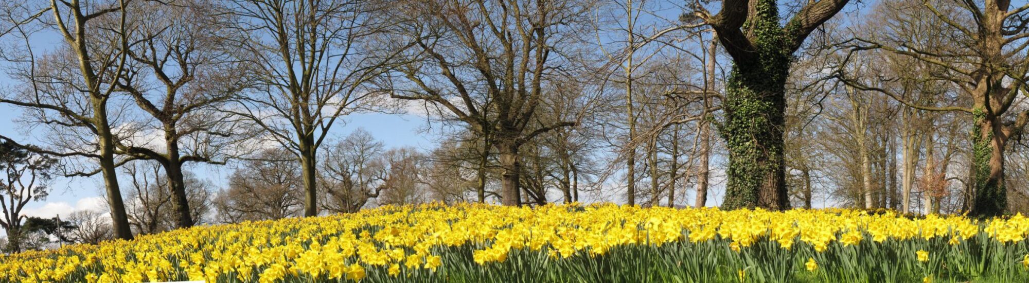Un champ de jonquilles du Barnett Demesne - Kathryn Cochrane - cc