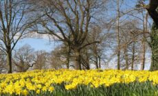 Un champ de jonquilles du Barnett Demesne - Kathryn Cochrane - cc