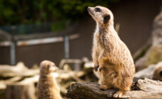 Le Belfast Zoological Gardens - snailsareslimy - cc