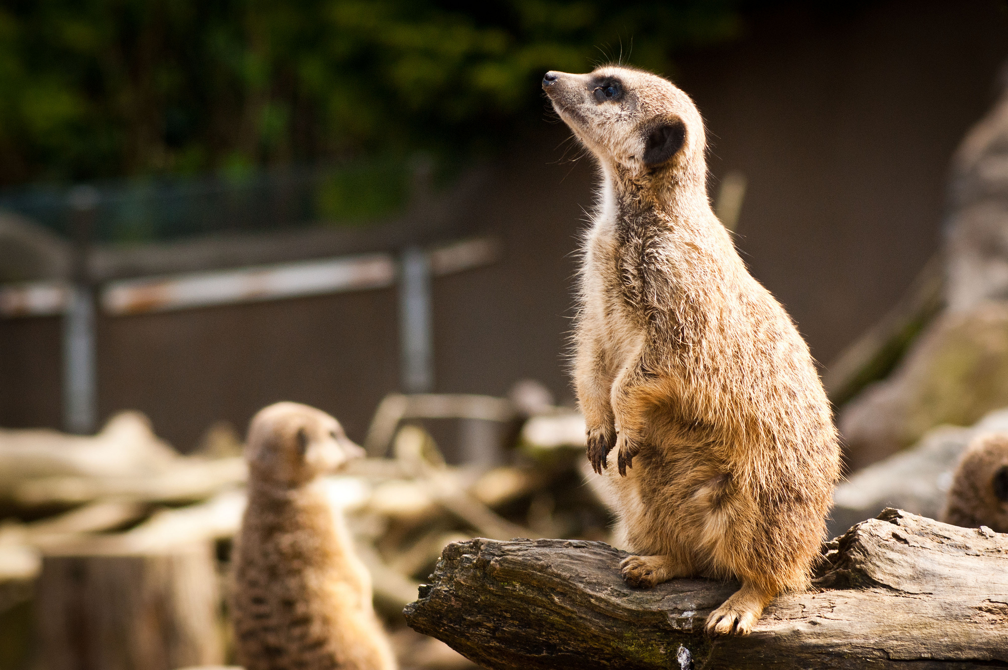 Le Belfast Zoological Gardens • Guide
