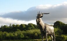 Le Puck Fair de Killorglin - IrishFireside - cc