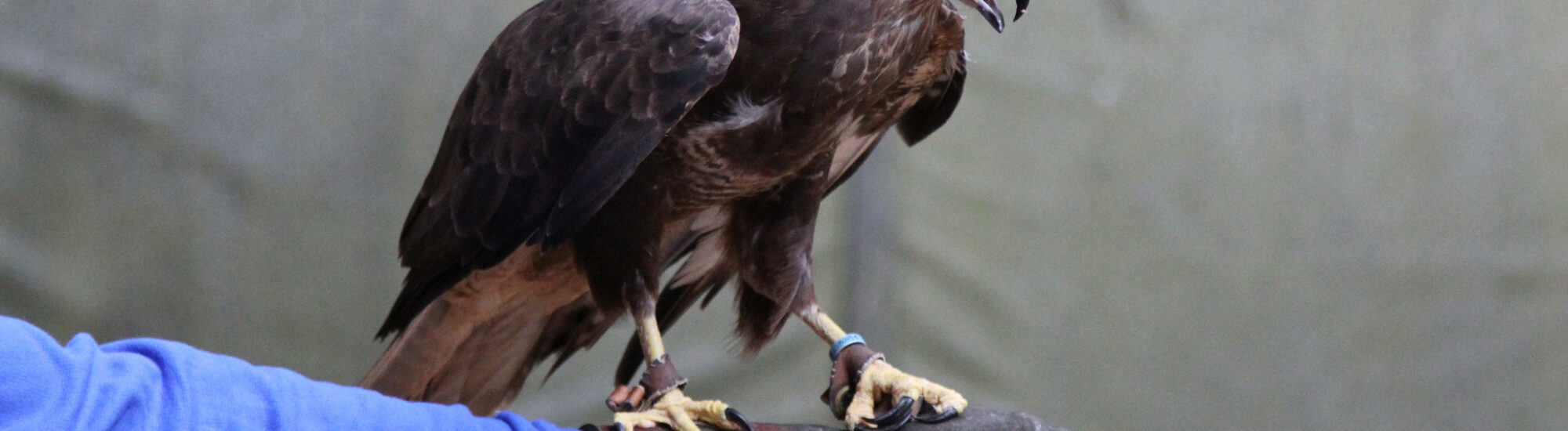 Un aigle - Mark Kent - cc