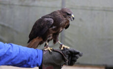 Un aigle - Mark Kent - cc