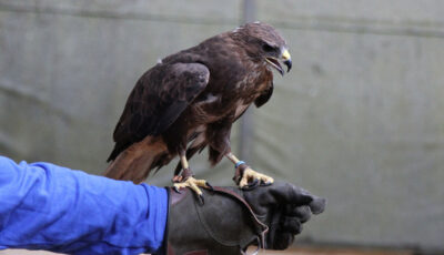 Un aigle - Mark Kent - cc