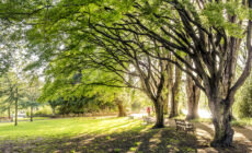 Le Fitzgerald park de Cork - Vincent Moschetti - cc