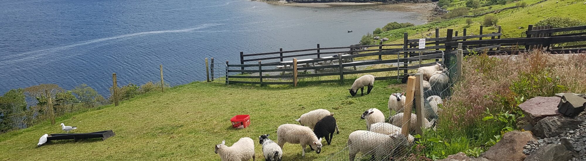 La Killary sheep farm - © Anika