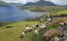 La Killary sheep farm - © Anika
