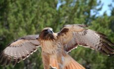 Une aigle - ~Pawsitive~Candie_N - cc