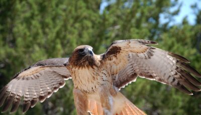 Une aigle - ~Pawsitive~Candie_N - cc