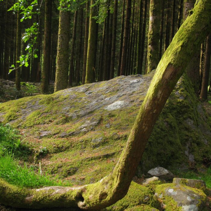 Gougane Barra Forest Park - Tyler Ott - cc