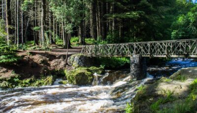 Tollymore Forest Park - Carb0nxl - cc