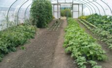 The Organic Centre de Rossinver - karenandkerry - cc