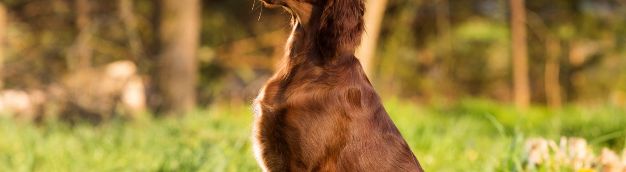 Un setter irlandais - © wip-studio 