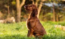 Un setter irlandais - © wip-studio