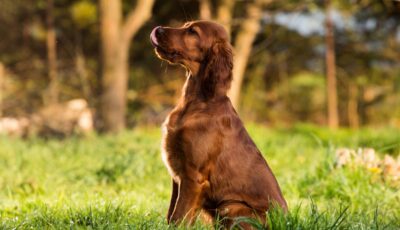 Un setter irlandais - © wip-studio