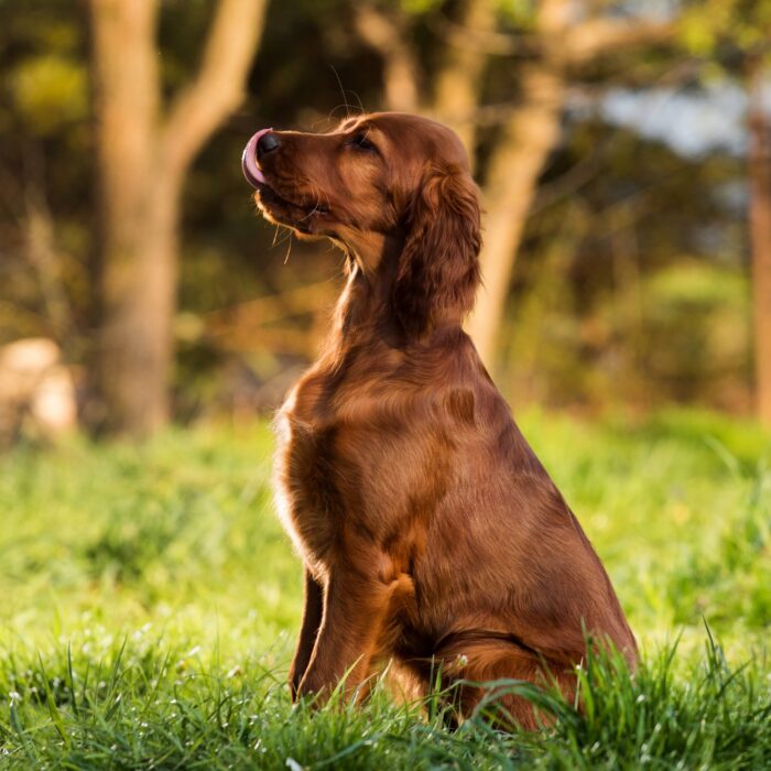 Un setter irlandais - © wip-studio