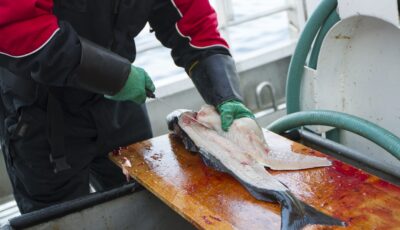 Un pêcheur irlandais en train de nettoyer un cabillaud - kjekol