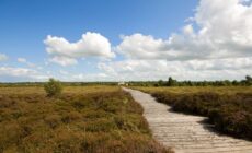 La tourbière de Corlea Bog - Kevin King - cc
