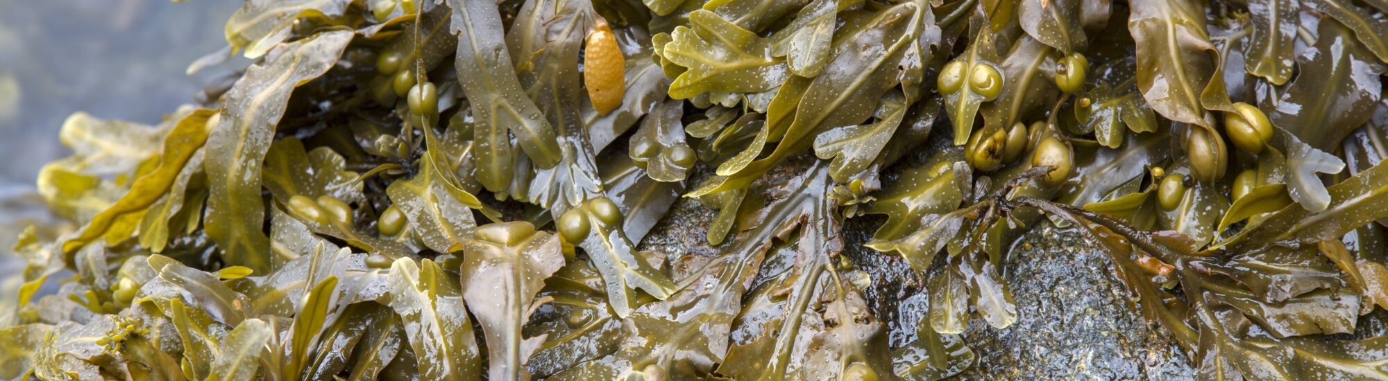 De la dulse - © kevers