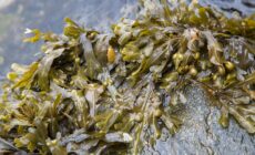 De la dulse - © kevers