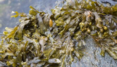 De la dulse - © kevers