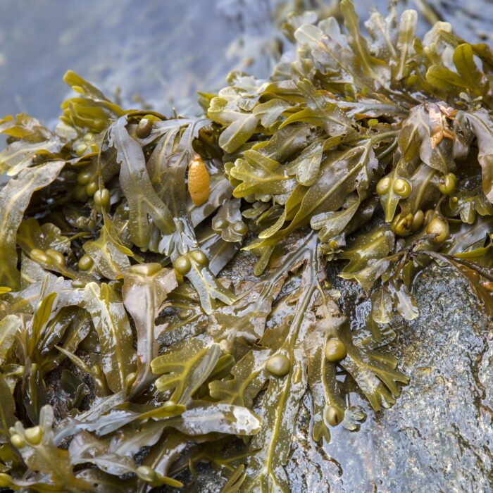 De la dulse - © kevers
