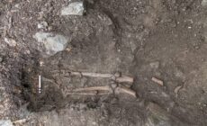 Ossements trouvés sous l'arbre de Collooney
