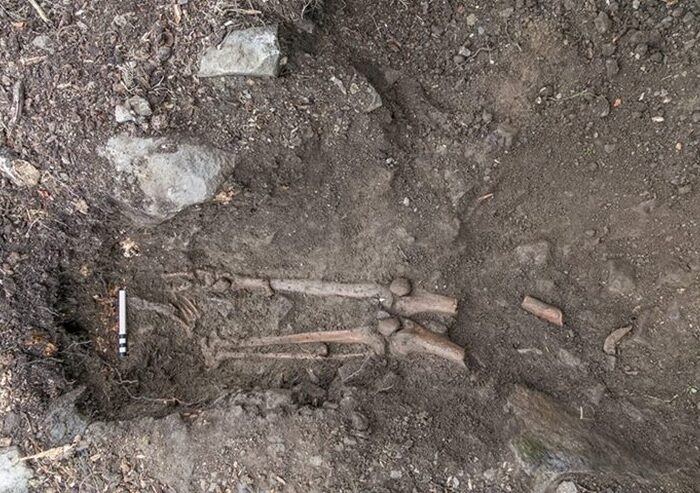 Ossements trouvés sous l'arbre de Collooney