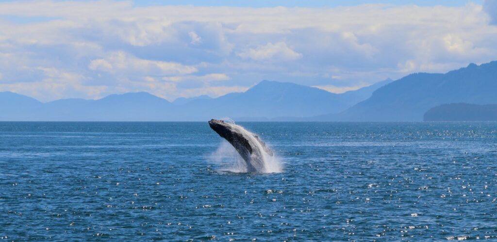 Irlande : une baleine bleue aperçue pour la première fois depuis 6 ans