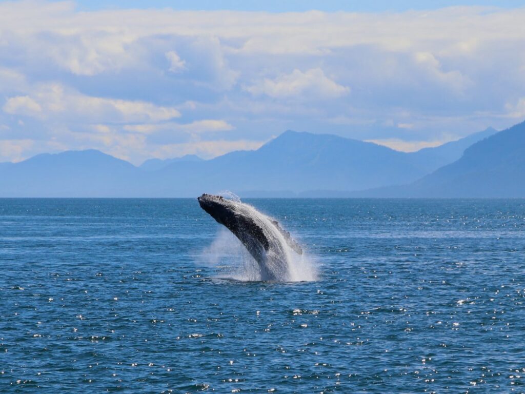Une baleine - Navin75 - cc