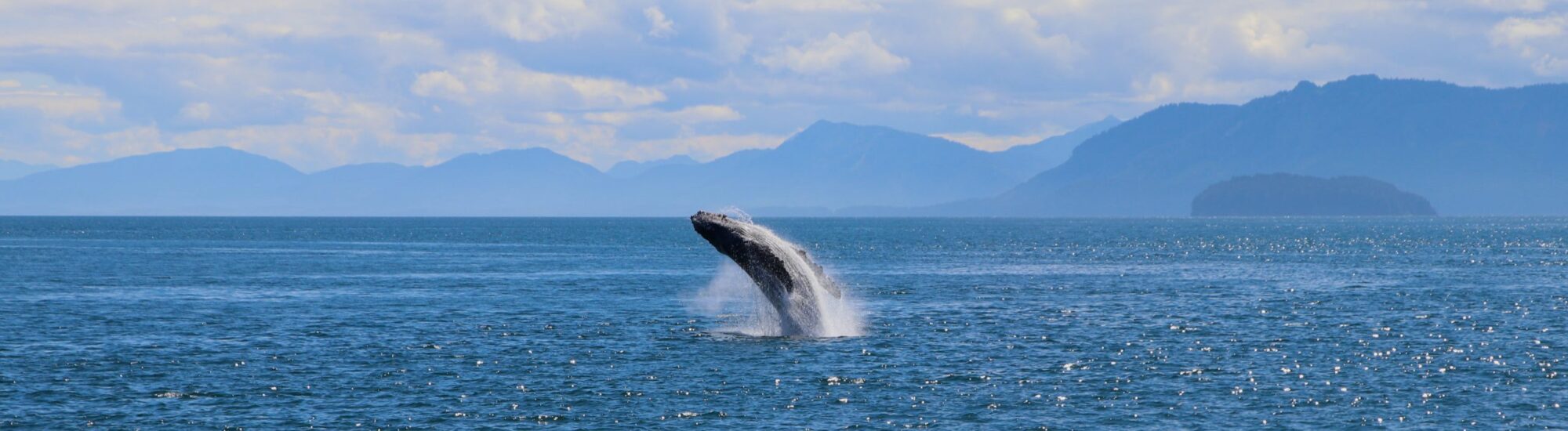 Une baleine - Navin75 - cc